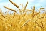 Урожайность зерновых культур в России